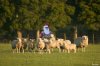 sheep6.jpg
