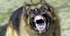 Dog-GermanShepherd-01.jpg