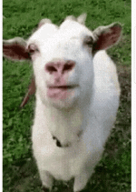 0aagoat.gif