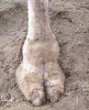 TOE.jpg