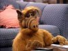 alf.jpg