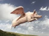 rd pig flying.png