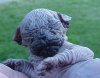kohonasphynx_belfrysphynx1org_1.jpg