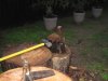 firewood 002.jpg