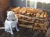 firewood 019.jpg