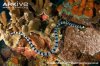 Banded-sea-krait-on-a-coral-reef.jpg