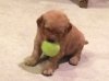 Schmitty Tennis ball 01.jpg