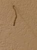 termite-tube-sticking.jpg