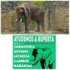 Venezuela Elephant.jpg