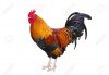 16687995-Beautiful-rooster-isolated-on-white-background-Stock-Photo-rooster-cock-poultry.jpg