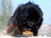 Biggest-Tibetan-Mastiff-5.jpg