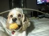 Marley with her ball 3-27-12.jpg