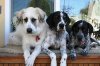 Dogs, 10-22-06 026-1.jpg