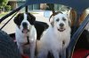 Dogs, 07-28-07 018-1.jpg