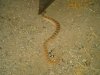 Rattle Snake at Moabi.jpg
