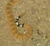 Rattle Snake at Moabi.jpg