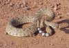 4-8-01 Rattler  3.jpg