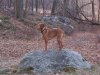 Vizsla1.jpg